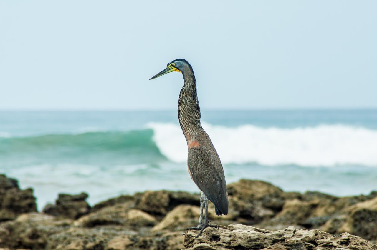 Peace Lofts And Apartments Playa Santa Teresa  المظهر الخارجي الصورة